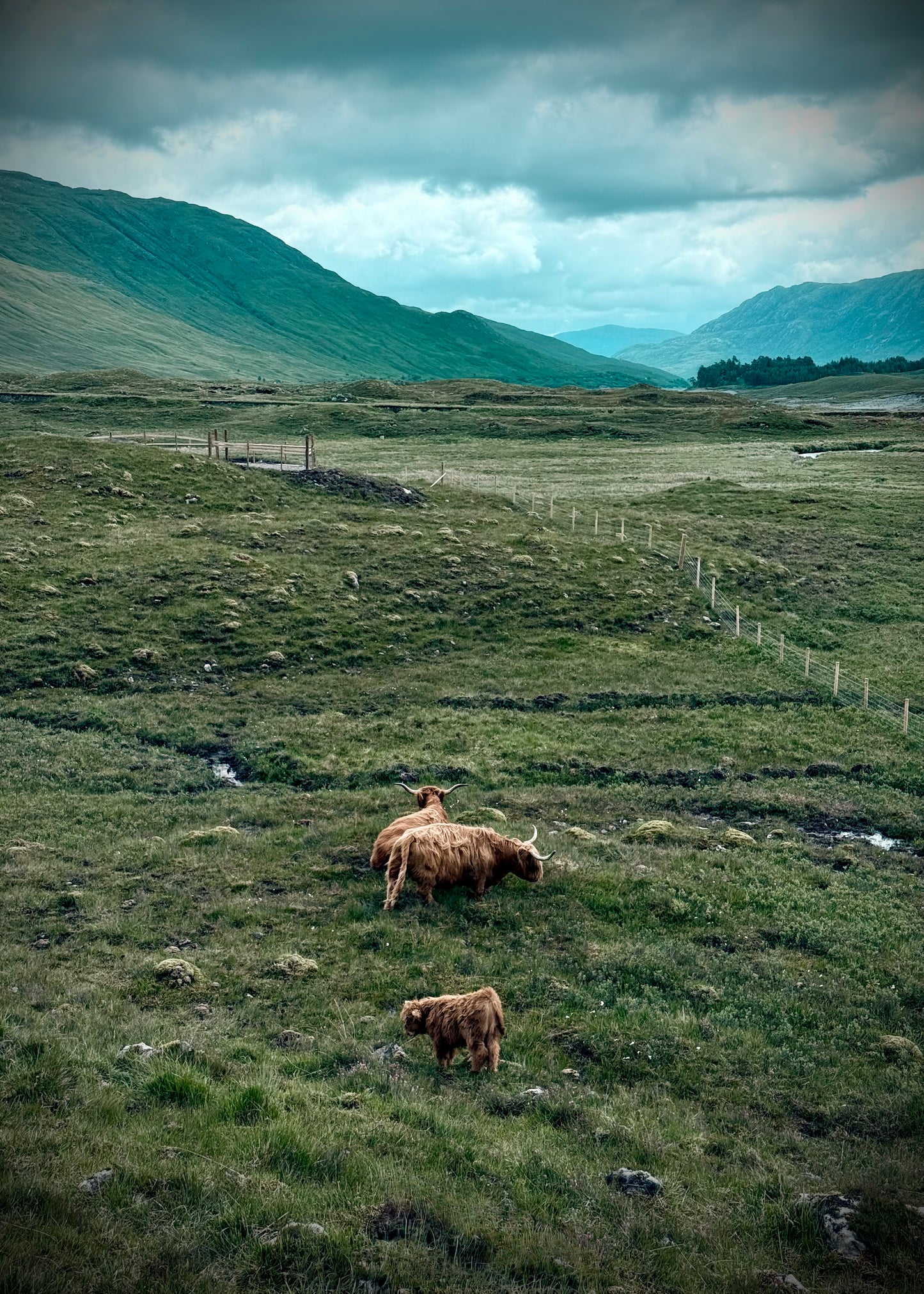 Main image Les vaches des Highlands