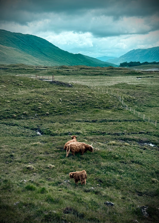 Main image Les vaches des Highlands